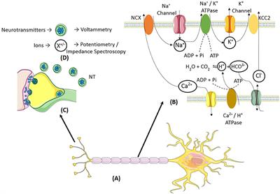 Frontiers | Closed-Loop Implantable Therapeutic Neuromodulation Systems ...